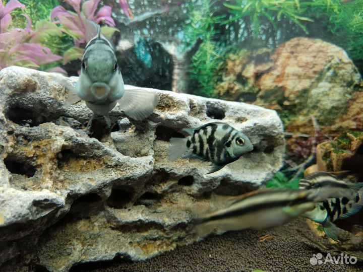 Рыбки сапфировый попугай