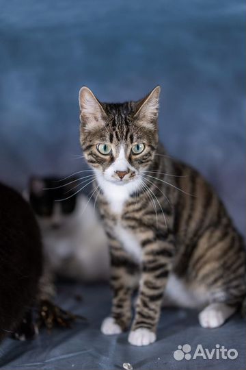 Котик в добрые руки