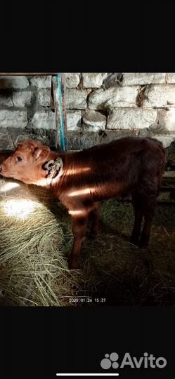 Бычки и телки