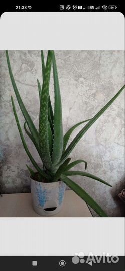 Алоэ вера настоящее