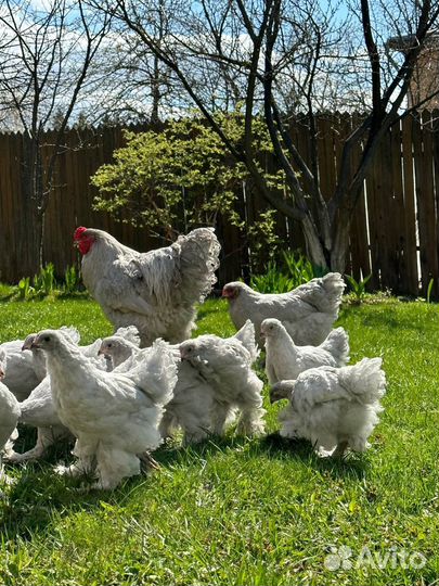 Петушки Брама Лаванда