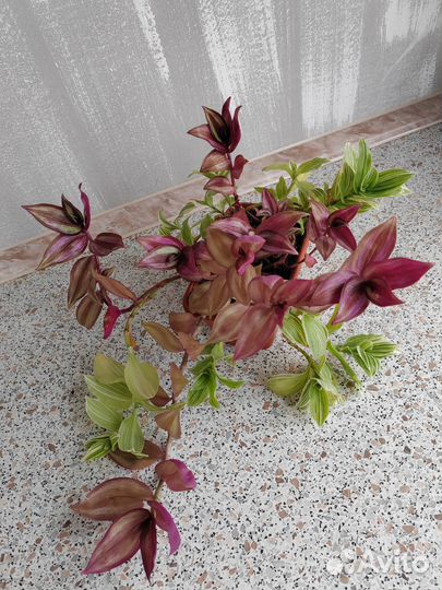 Традесканция