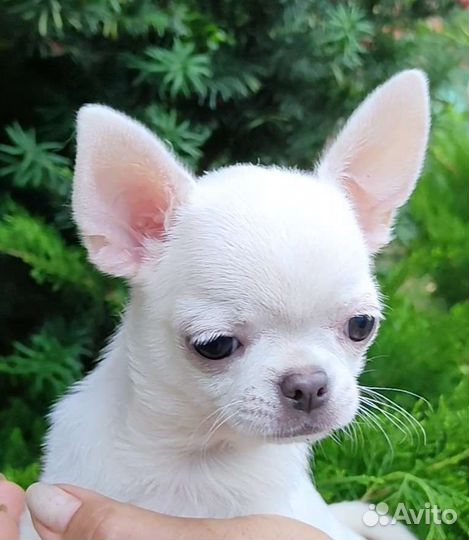 Чихуахуа 3 месяца