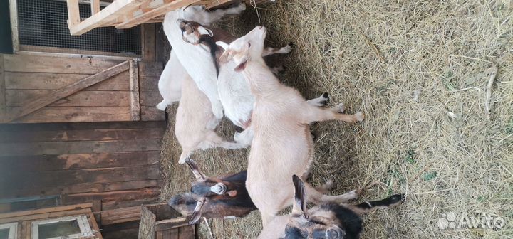 Козлята и кролики