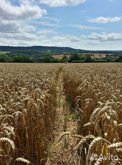 Пшеница Овес