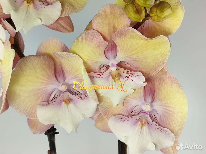 Фаленопсис биг лип единорог