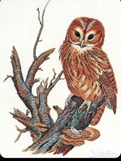 Eva rosenstand Сова