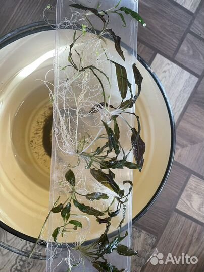 Аквариумное растение Криптокарина