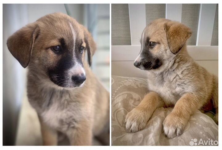 Очень милые щенки