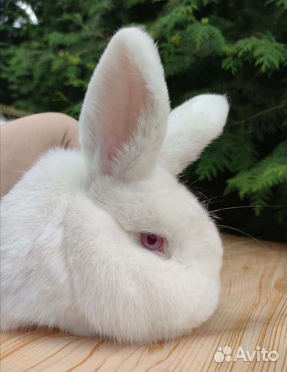 Новозеландский белый кролик