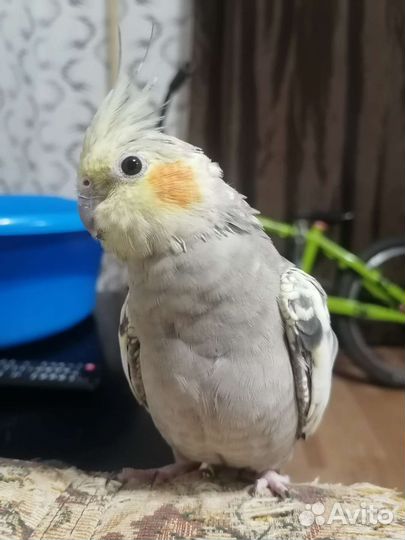 Попугай корелла с клеткой