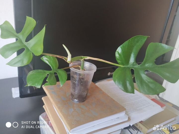 Рафидофора тетрасперма