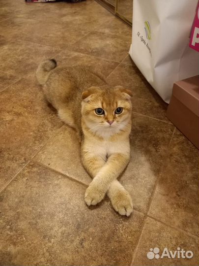 Шотландский вислоухий кот вязка. Золотая шиншилла