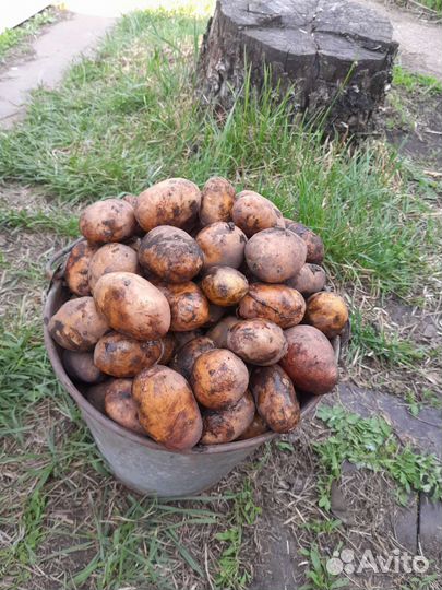 Мелкий картофель на корм скорую новый урожай