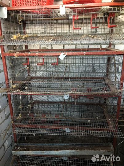 Клетки для перепелов