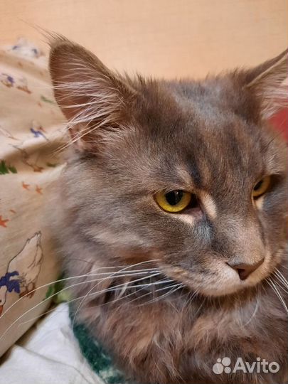 Кот на вязку за котенка