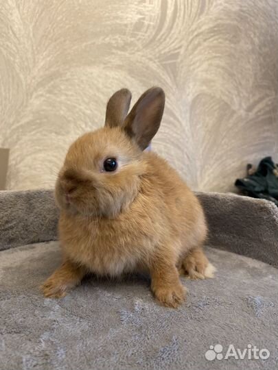 Декоративный кролик