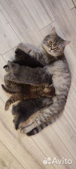 Британские котята