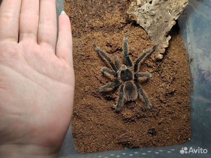 Паук птицеед