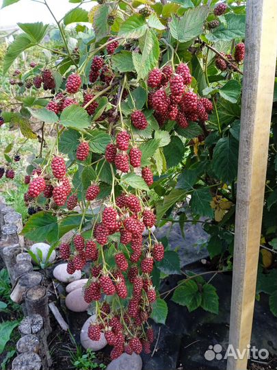 Саженцы ежевики Крупноплодной