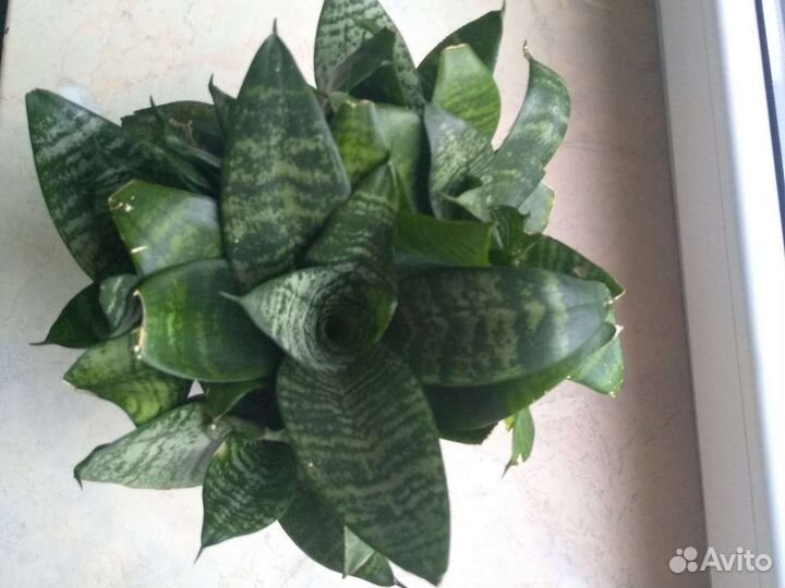 Домашние растения