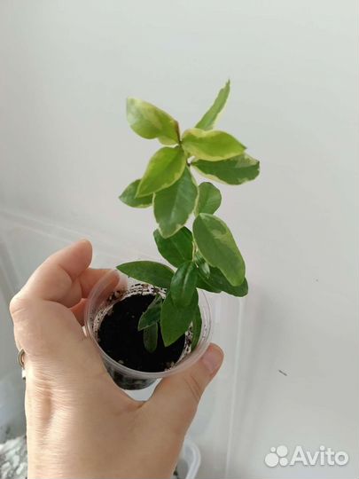 Комнатные цветы