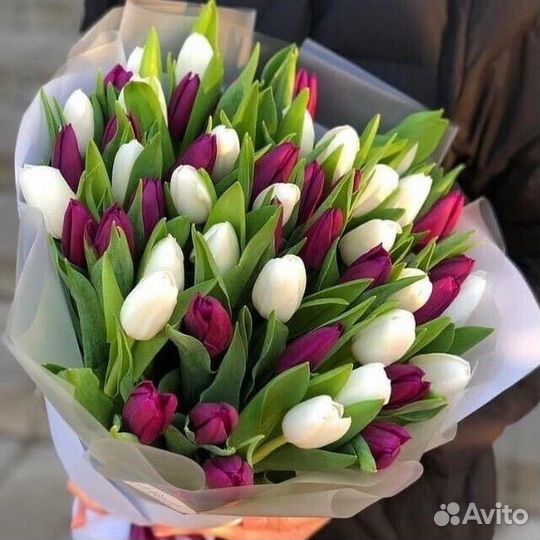 Тюльпанов Букет Тюльпанов Тюльпан
