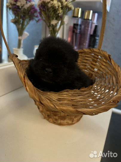 Щенки шпица мини