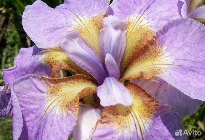 Рикуди Сакура-ирис гибридный