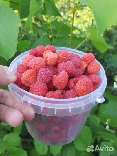 Малина свежесобранная