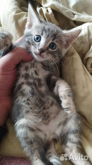 Бенгальские котята