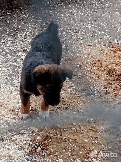 Собака девочка в добрые руки