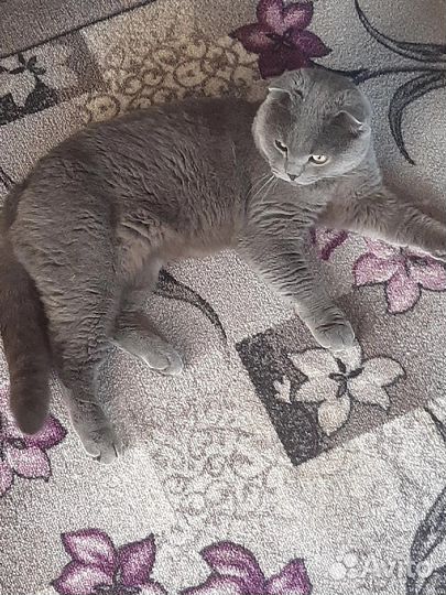 Шотландский кот