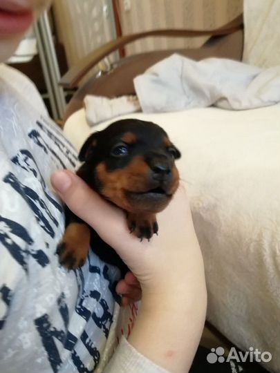 Цвергпинчер