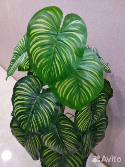 Калатея искусственная