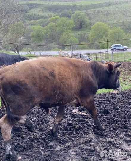 Бычки на мясо откорм
