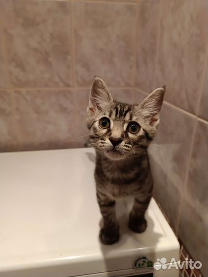 Дворянин ищет семью