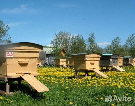 2024 Мёд натуральный из Алтая опт