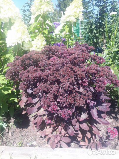 Очитки (Седум) 4 вида, почвопокровный седум