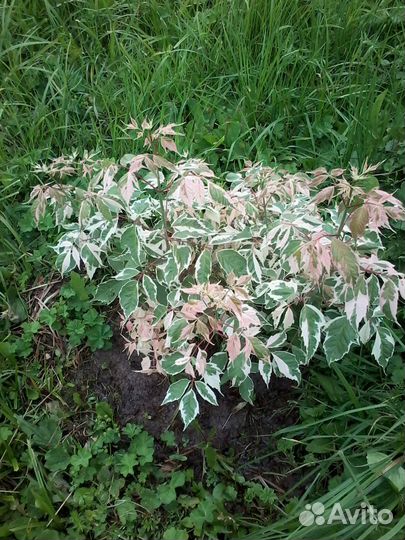 Саженцы декоративных кустарников