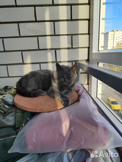 Принц-Шотландец
