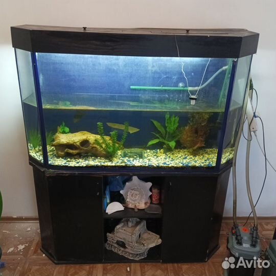 Аквариума