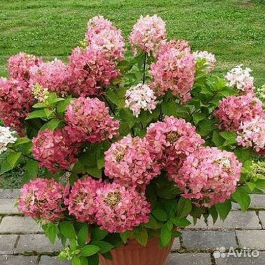 Гортензия метельчатая Коттон Крем