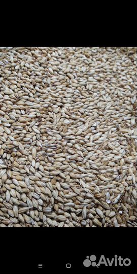 Ячменный солод