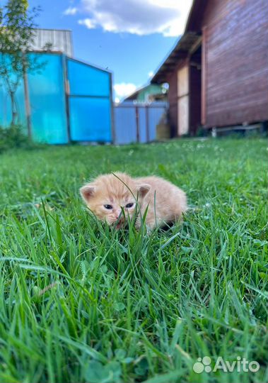 Котята в дар дата рождения 20.07.2023 г
