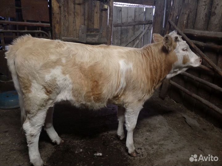 Корова стельная и теленок