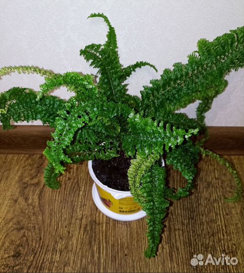 Папоротник Нефролепис кудрявый кучерявый ажурный