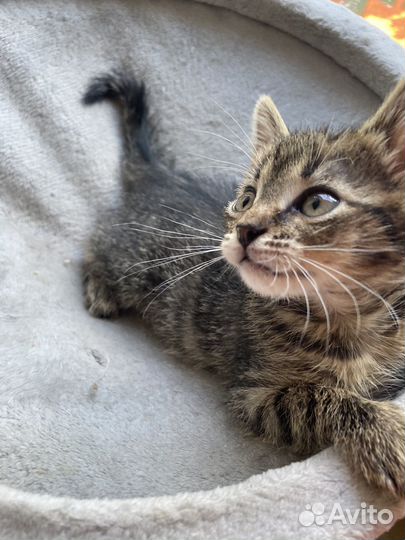 Полосатая тигрица