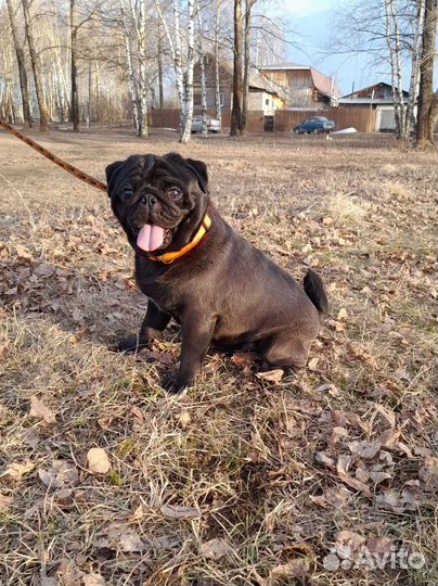 Щенки мопса