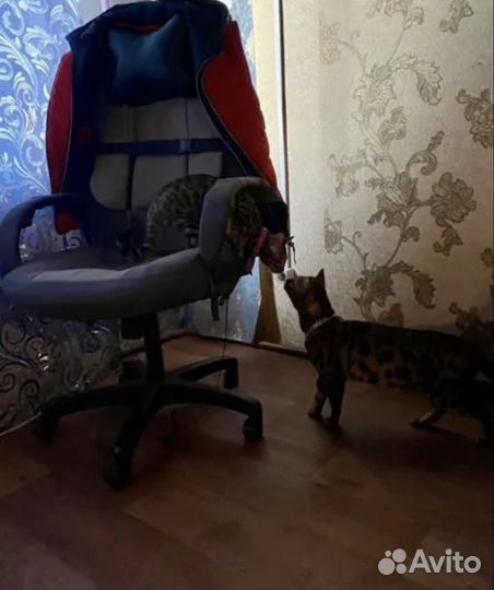 Бенгальские котята